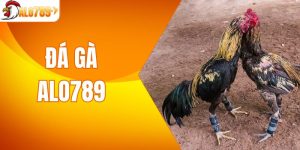 Đá Gà ALO789 - Đỉnh Cao Giải Trí, Cược Sôi Động Mỗi Ngày